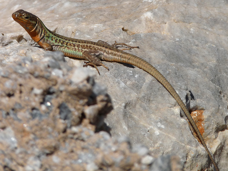 Dal Peloponneso: Podarcis peloponnesiacus